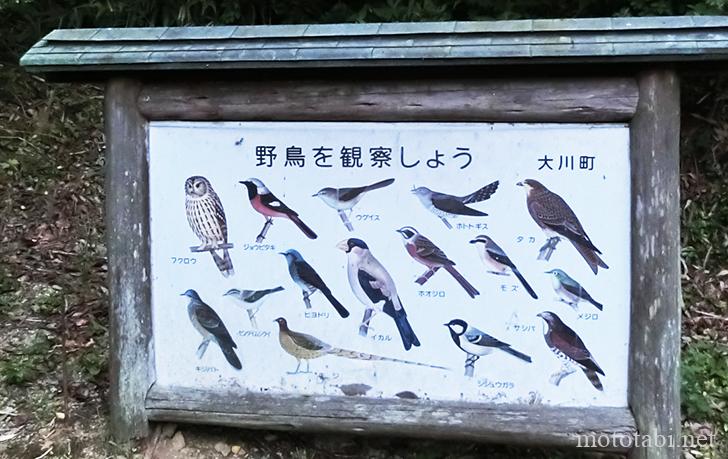みろく自然公園の野鳥