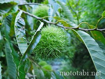 十和健康とゆとりの森