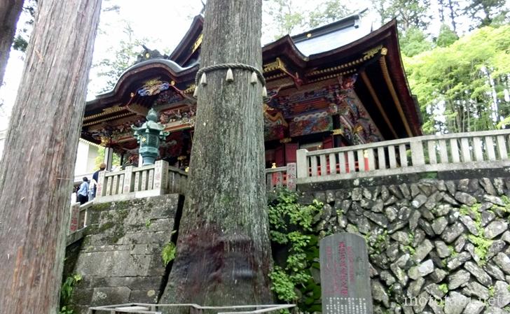 三峰神社の神木