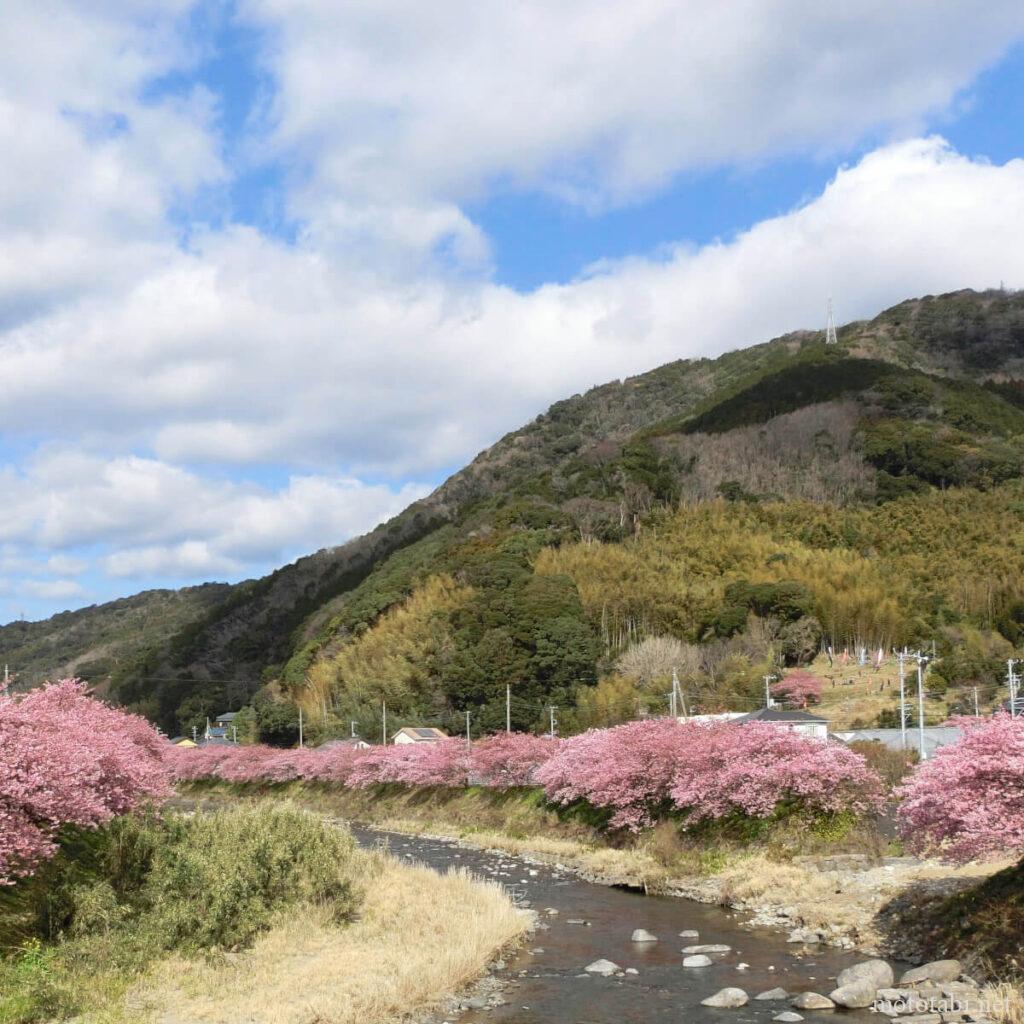 河津桜・静岡県