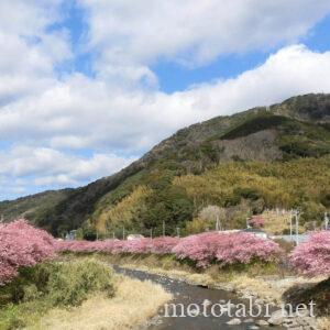 河津桜・静岡県
