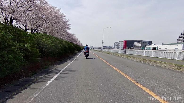 埼玉県・荒川沿いの桜