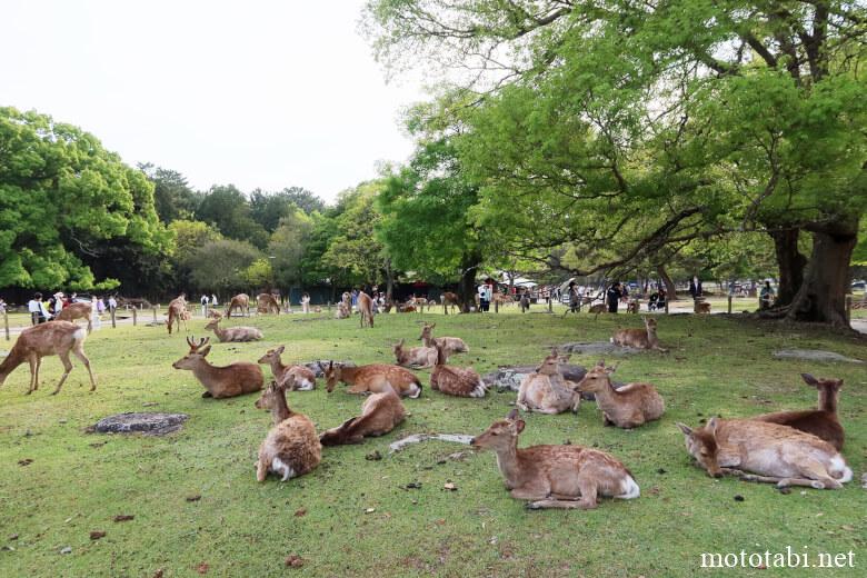 奈良公園・夏にぐったりしている鹿