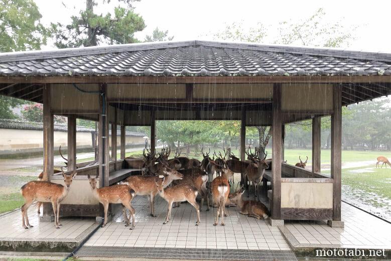奈良公園・雨やどりしている鹿