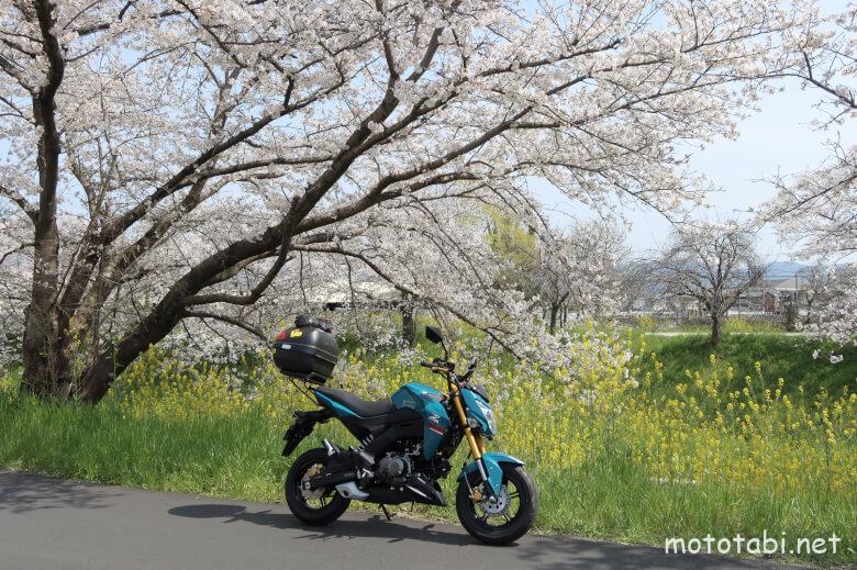 佐保川の桜とZ125PRO（奈良）
