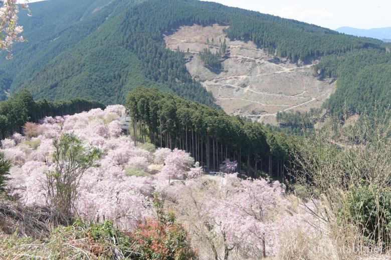 奈良の桜名所・高見の郷