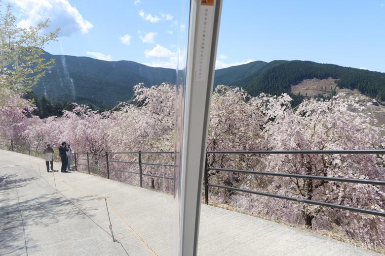 奈良の桜名所・高見の郷・自動運転のカート