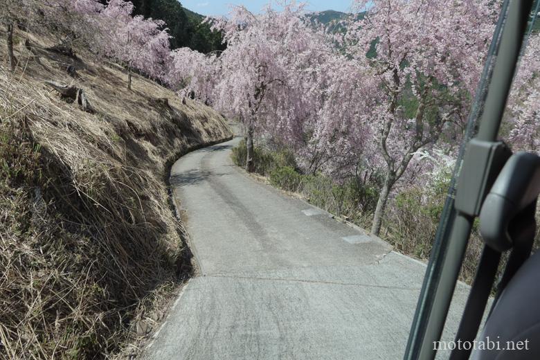 奈良の桜名所・高見の郷・バスからの景色