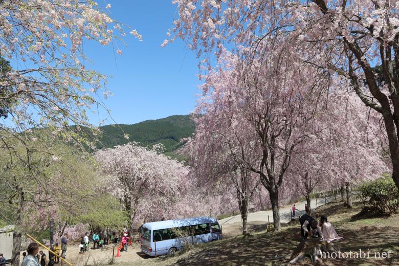 奈良の桜名所・高見の郷