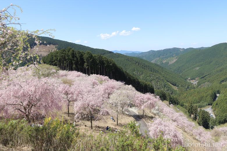 奈良の桜名所・高見の郷