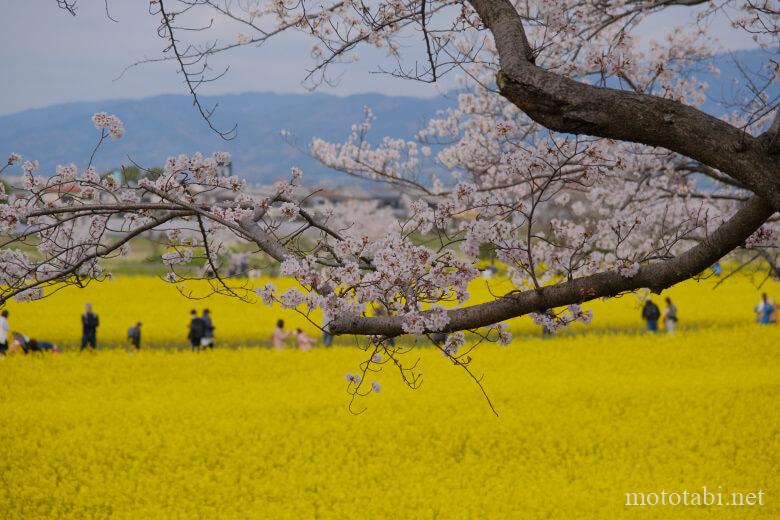 藤原宮跡の菜の花と桜