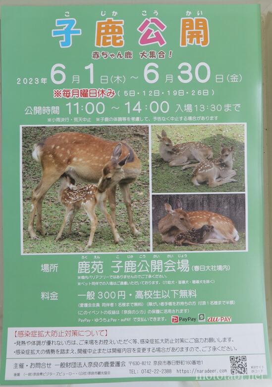 小鹿公開2023年6月・鹿苑 ・ろくえん・奈良市