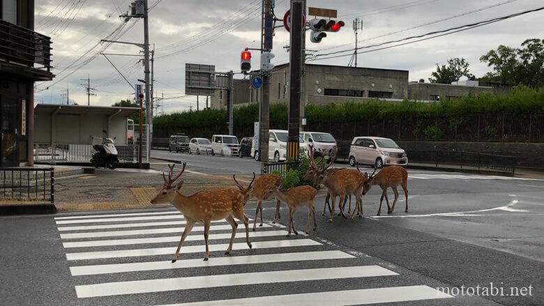 街中の道路横断する鹿