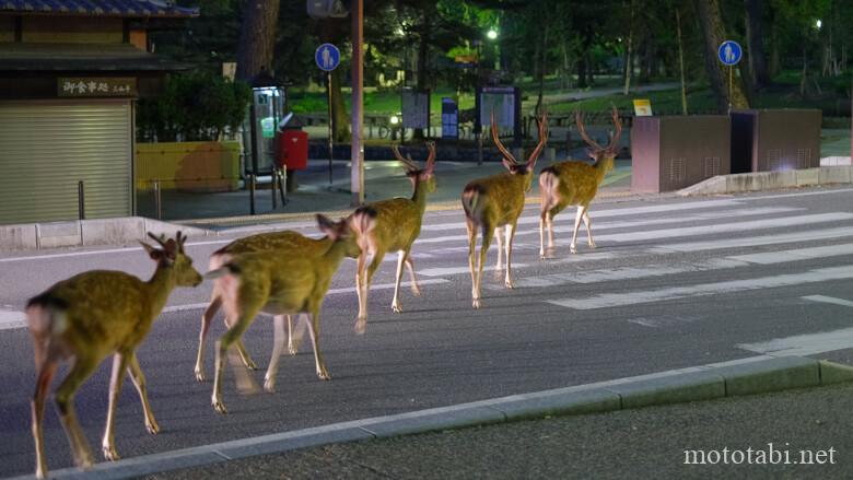 道路横断する鹿