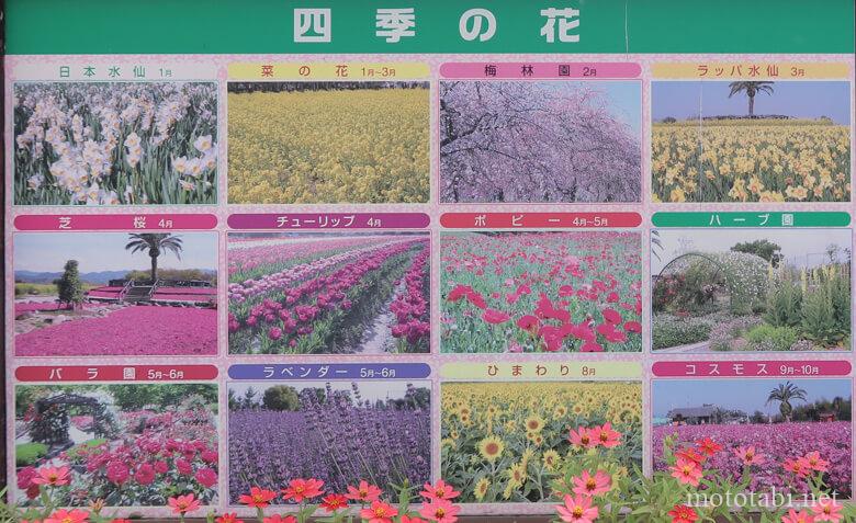 和泉リサイクル環境公園の花