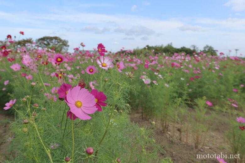 和泉リサイクル環境公園の花