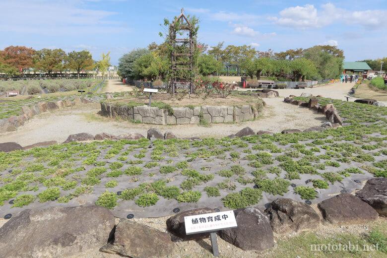 和泉リサイクル環境公園の花