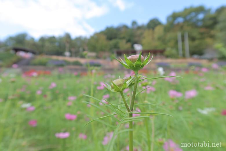 和歌山県植物公園 緑花センター・コスモス