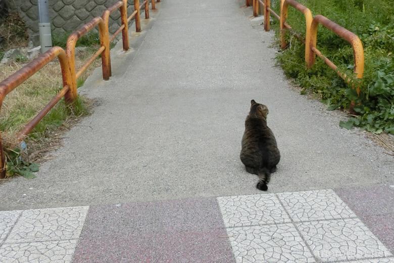 城ヶ島・猫
