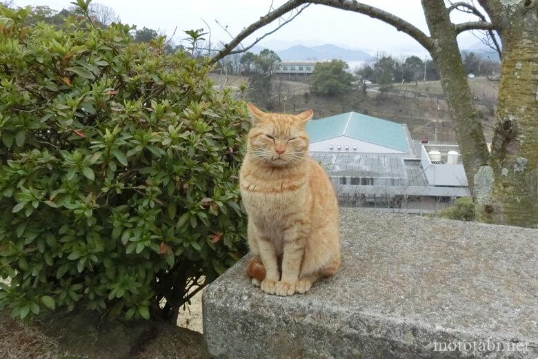 千光寺公園で出会った絶対に目を開けない猫