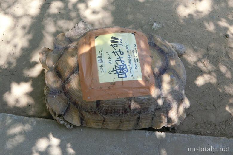 しろとり動物園・かめ