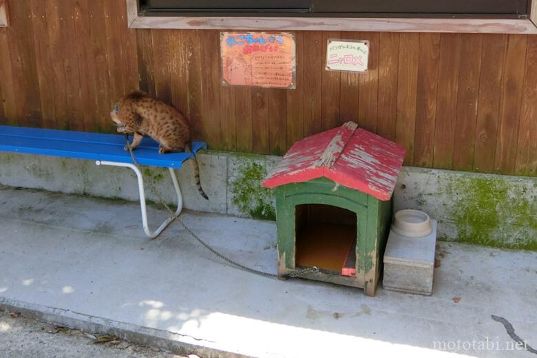 しろとり動物園・猫