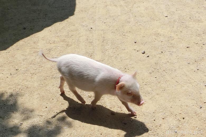 しろとり動物園・ぶた