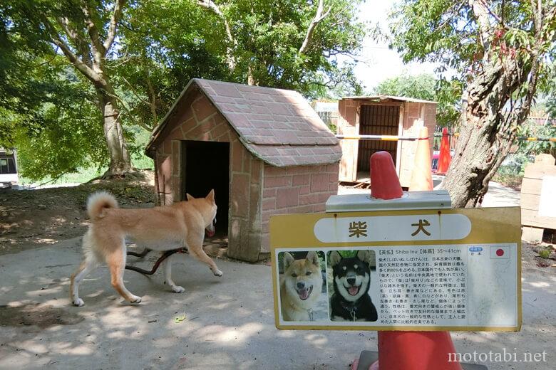 しろとり動物園・犬