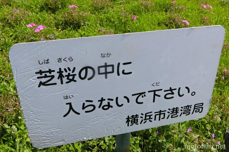 横浜シンボルタワーの芝桜