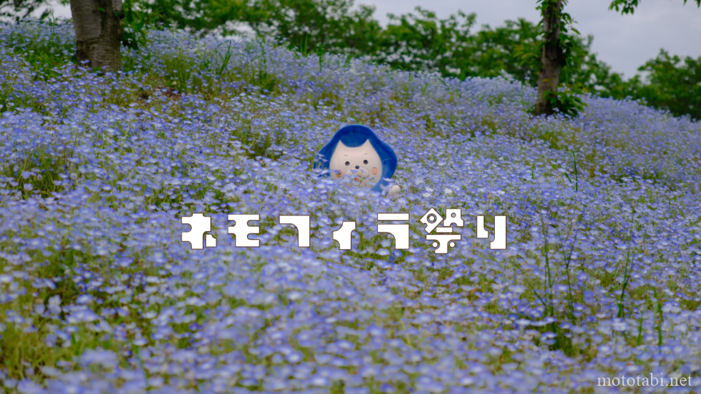 ネモフィラ祭