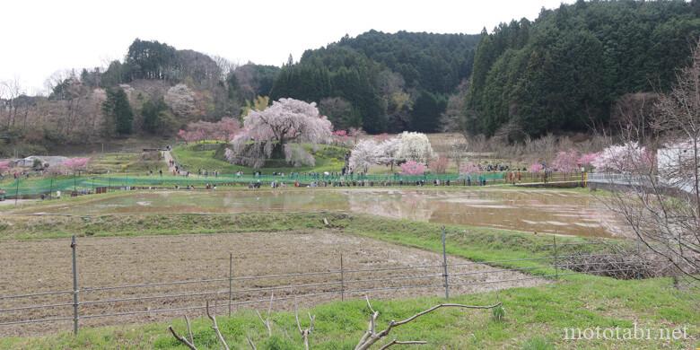 又兵衛桜