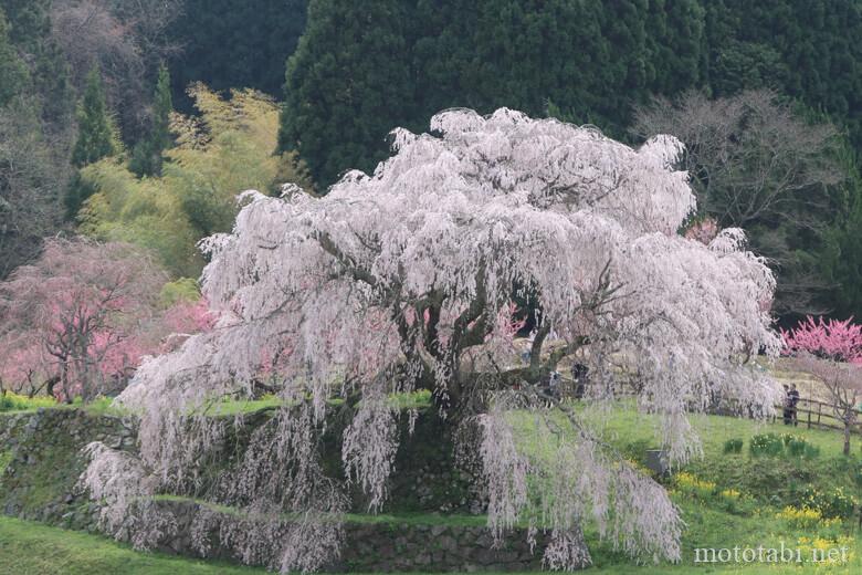 又兵衛桜