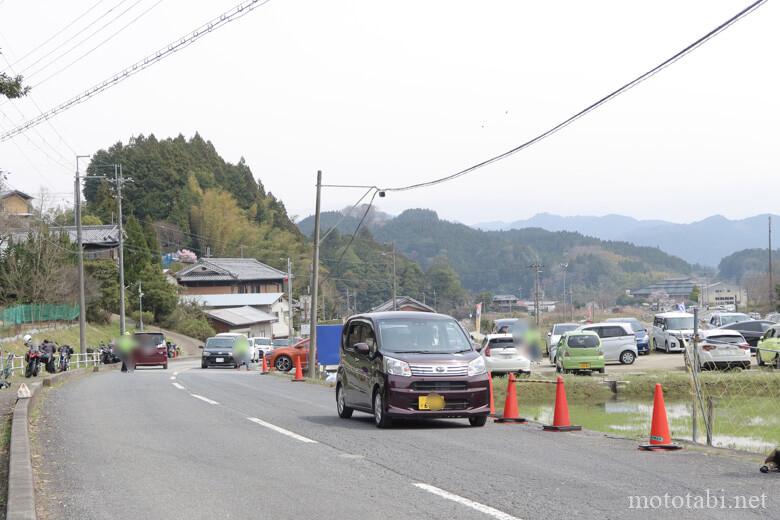 又兵衛桜