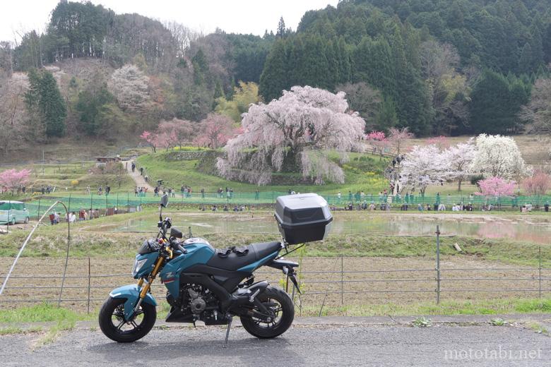 又兵衛桜(本郷の瀧桜) 