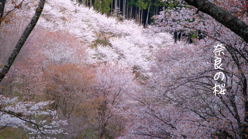 奈良の桜・吉野山