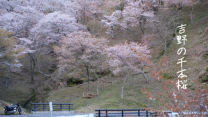 奈良・吉野の千本桜
