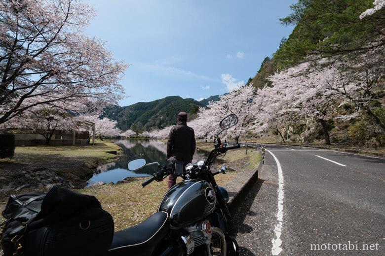 桜スポットの下北山スポーツ公園