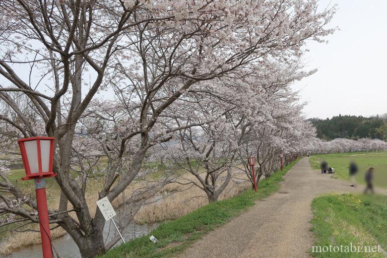 宇陀川桜並木