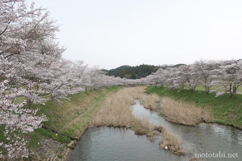 宇陀川桜並木(猟路の桜)